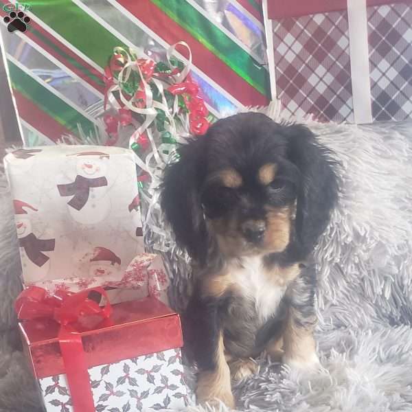 Miss Truffles, Cocker Spaniel Puppy