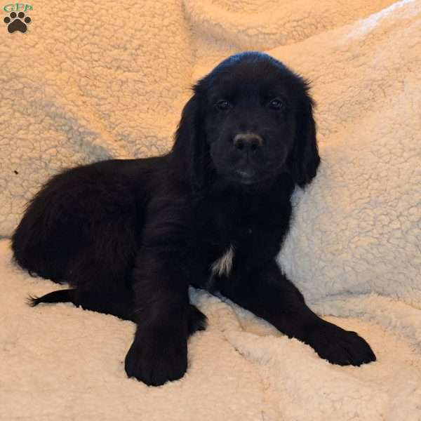 Cindy Lou, Golden Newfie Puppy