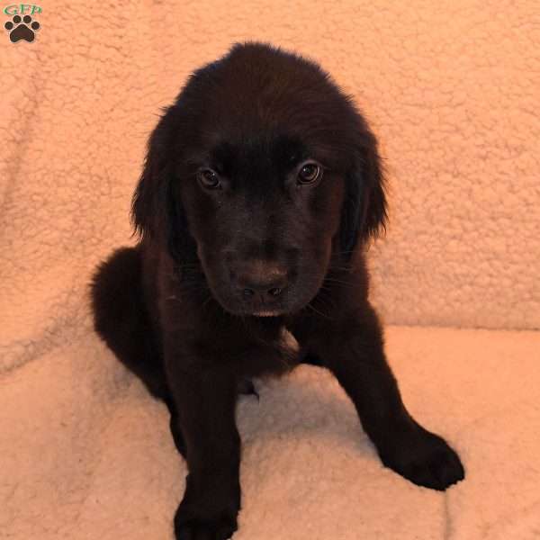 Eddie, Golden Newfie Puppy