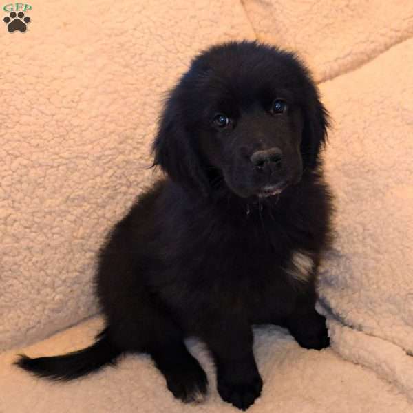 Margo, Golden Newfie Puppy