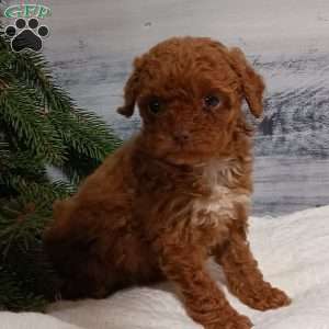 Lily, Miniature Poodle Puppy