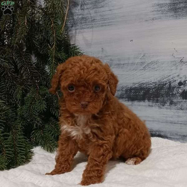 Lily, Miniature Poodle Puppy