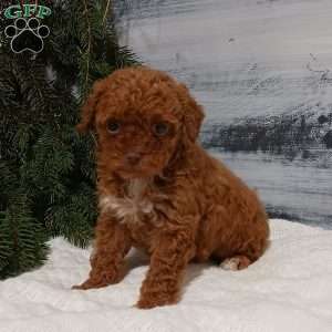 Lily, Miniature Poodle Puppy