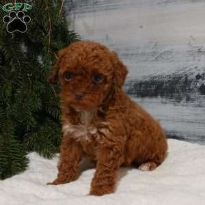 Lily, Miniature Poodle Puppy