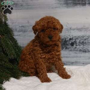 Tulip, Miniature Poodle Puppy