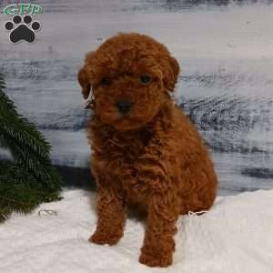 Tulip, Miniature Poodle Puppy