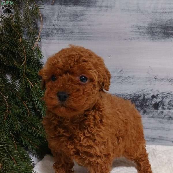 Tulip, Miniature Poodle Puppy