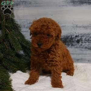 Tulip, Miniature Poodle Puppy