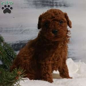 Zoar, Miniature Poodle Puppy