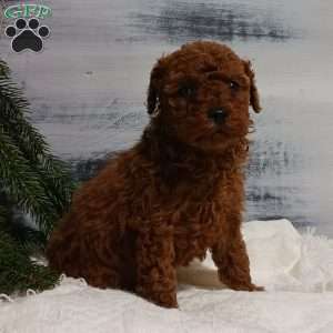 Zoar, Miniature Poodle Puppy