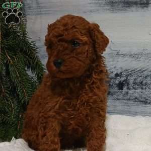 Zoar, Miniature Poodle Puppy