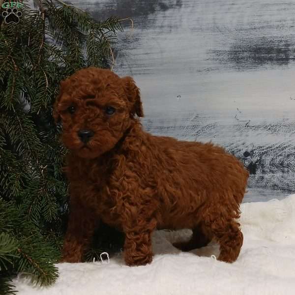 Zoar, Miniature Poodle Puppy