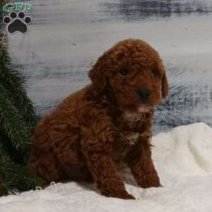 Zeke, Miniature Poodle Puppy