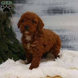 Zeke, Miniature Poodle Puppy