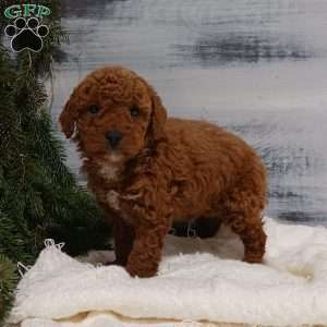 Zeke, Miniature Poodle Puppy