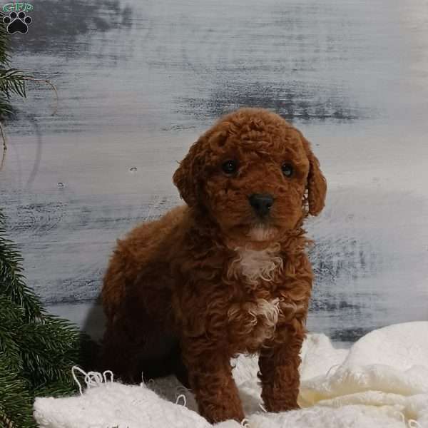 Zeke, Miniature Poodle Puppy