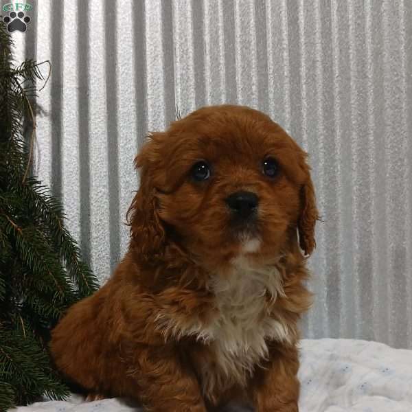 Brody, Cavapoo Puppy