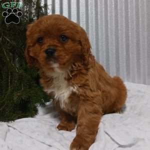 Brody, Cavapoo Puppy