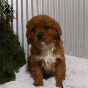 Brody, Cavapoo Puppy