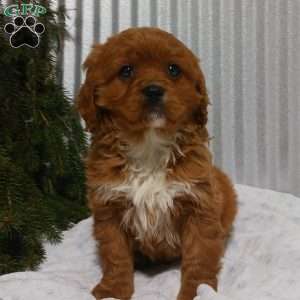 Brody, Cavapoo Puppy