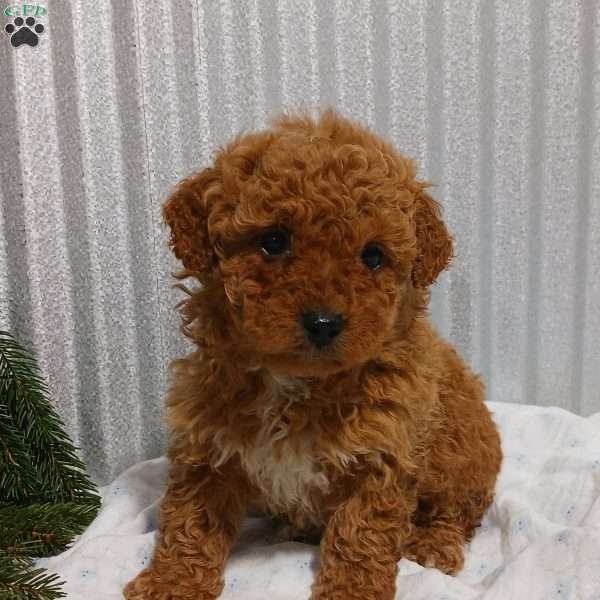 Anika, Cavapoo Puppy