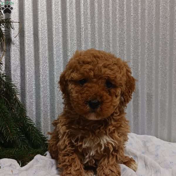 Amber, Cavapoo Puppy