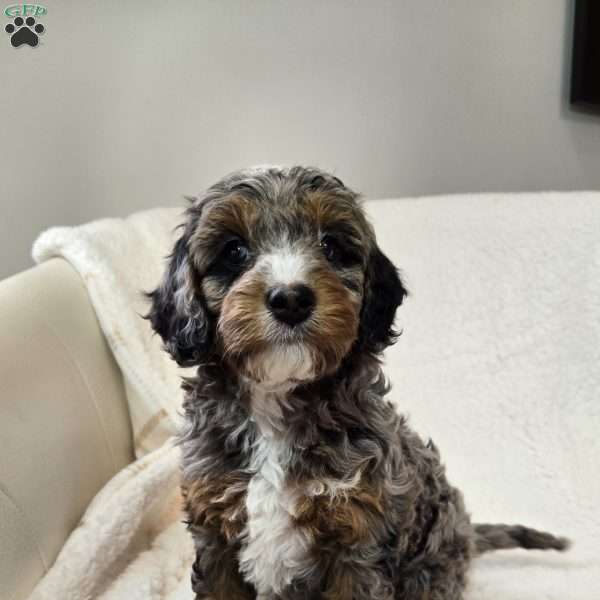 Truffles, Cavapoo Puppy