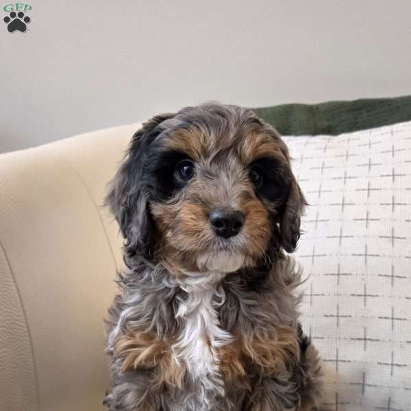 Rolo, Cavapoo Puppy