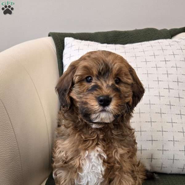 Chip, Cavapoo Puppy