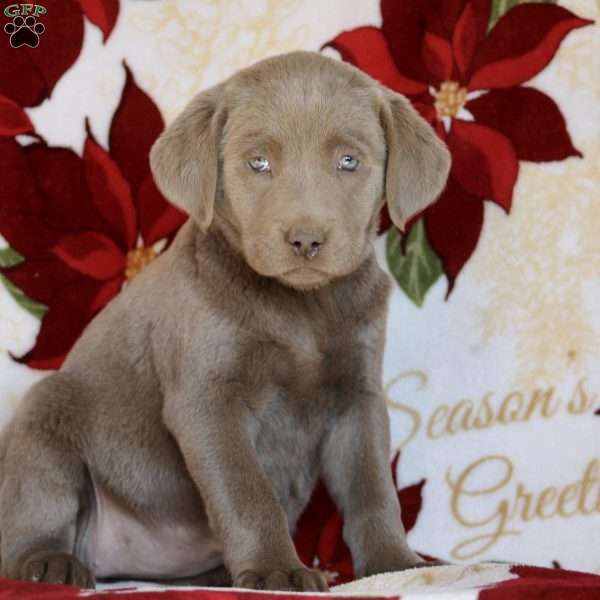 Glory, Silver Labrador Retriever Puppy