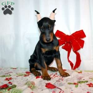 Frankencense, Doberman Pinscher Puppy