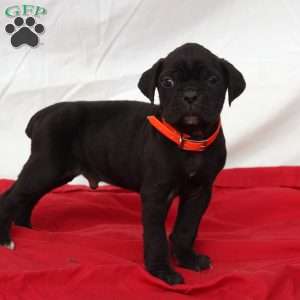 Zayn, Cane Corso Puppy