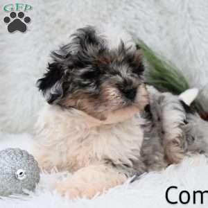 Comet, Mini Aussiedoodle Puppy