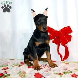 Frankencense, Doberman Pinscher Puppy