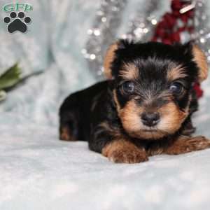 David, Yorkie Puppy