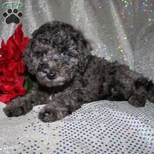 Blossom, Miniature Poodle Puppy