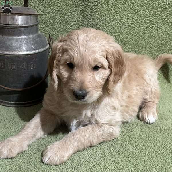 M.C., Goldendoodle Puppy