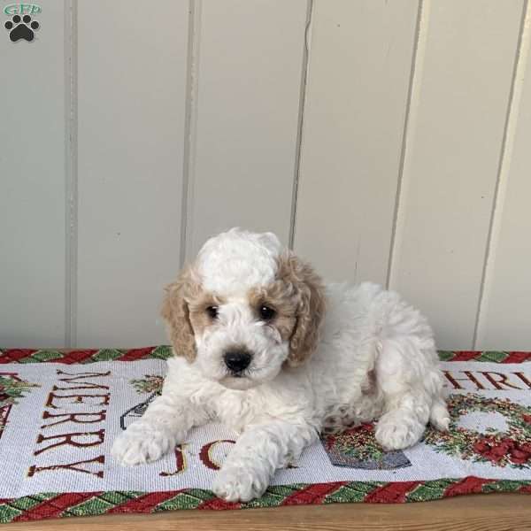 Marshmallow, Cockapoo Puppy