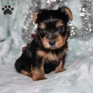 David, Yorkie Puppy