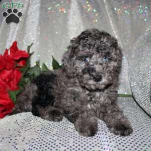 Blossom, Miniature Poodle Puppy