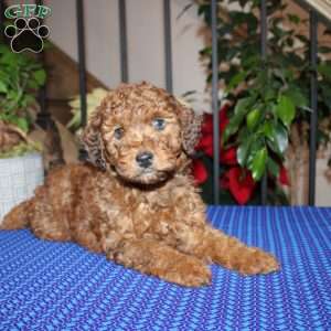 Allen, Mini Whoodle Puppy