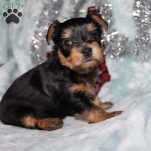 David, Yorkie Puppy