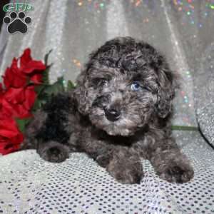 Blossom, Miniature Poodle Puppy