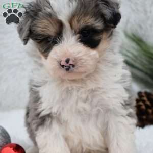 Vixen, Mini Aussiedoodle Puppy