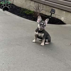 Penelope, French Bulldog Puppy