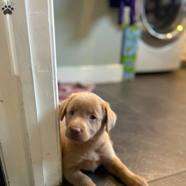 Willow, Fox Red Labrador Retriever Puppy