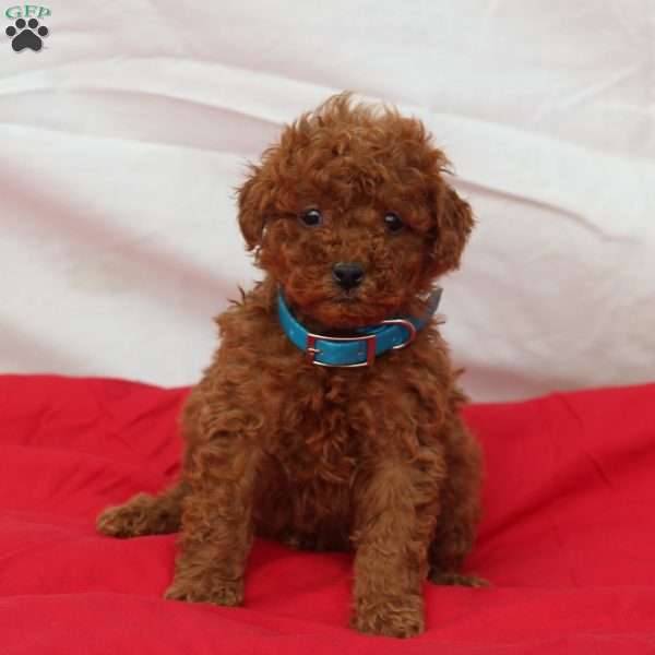 Morton, Miniature Poodle Puppy