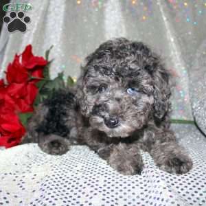 Blossom, Miniature Poodle Puppy