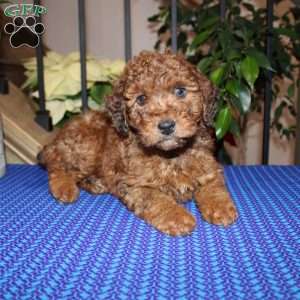 Allen, Mini Whoodle Puppy