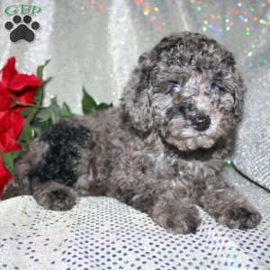 Blossom, Miniature Poodle Puppy